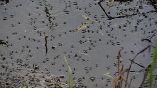 mosquitos in pond